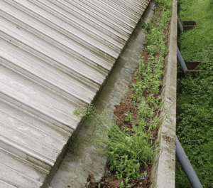 Happy customers in Farnham who trust The Roof Moss Cleaners for gutter cleaning services